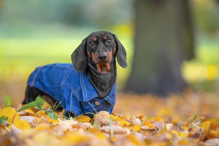 Black Dacshund in Denim Sweater in Leaves