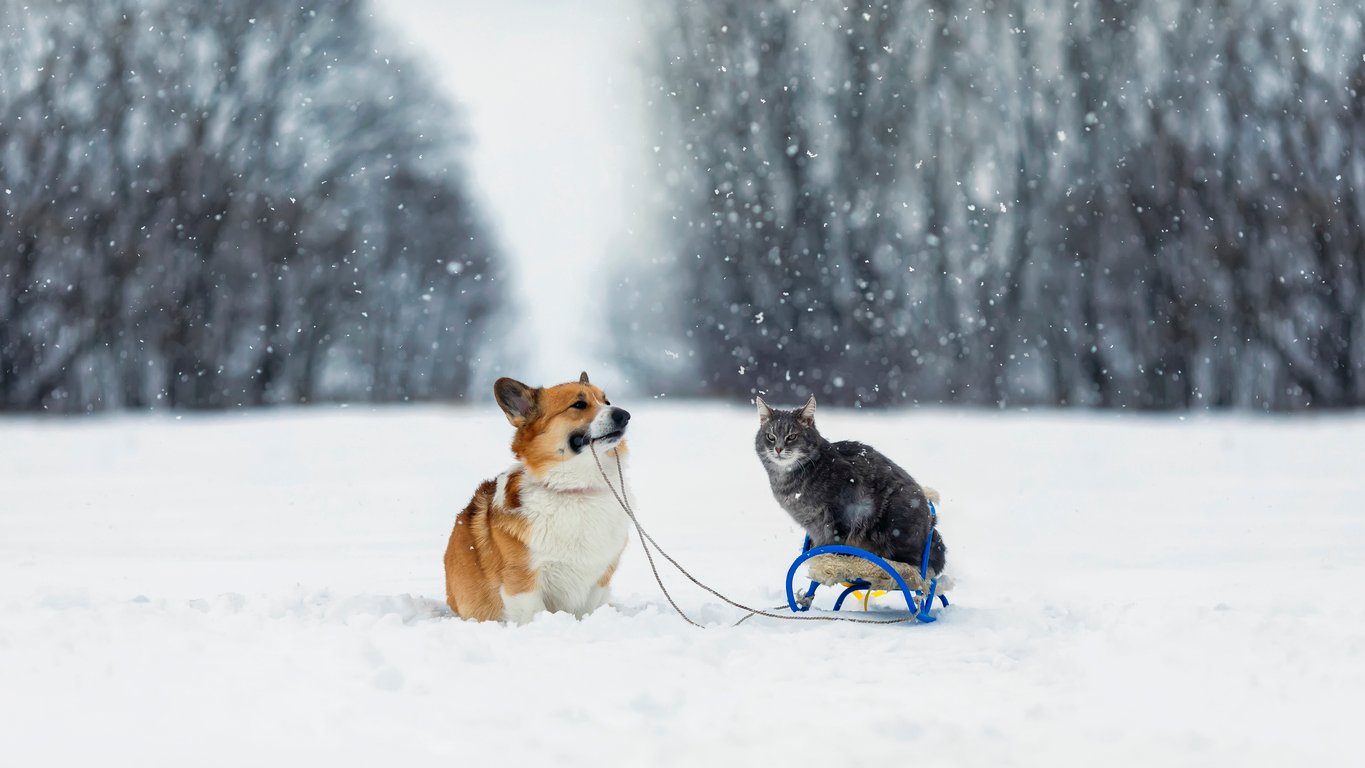 Corgi Pulling Cat on Sled in Snow